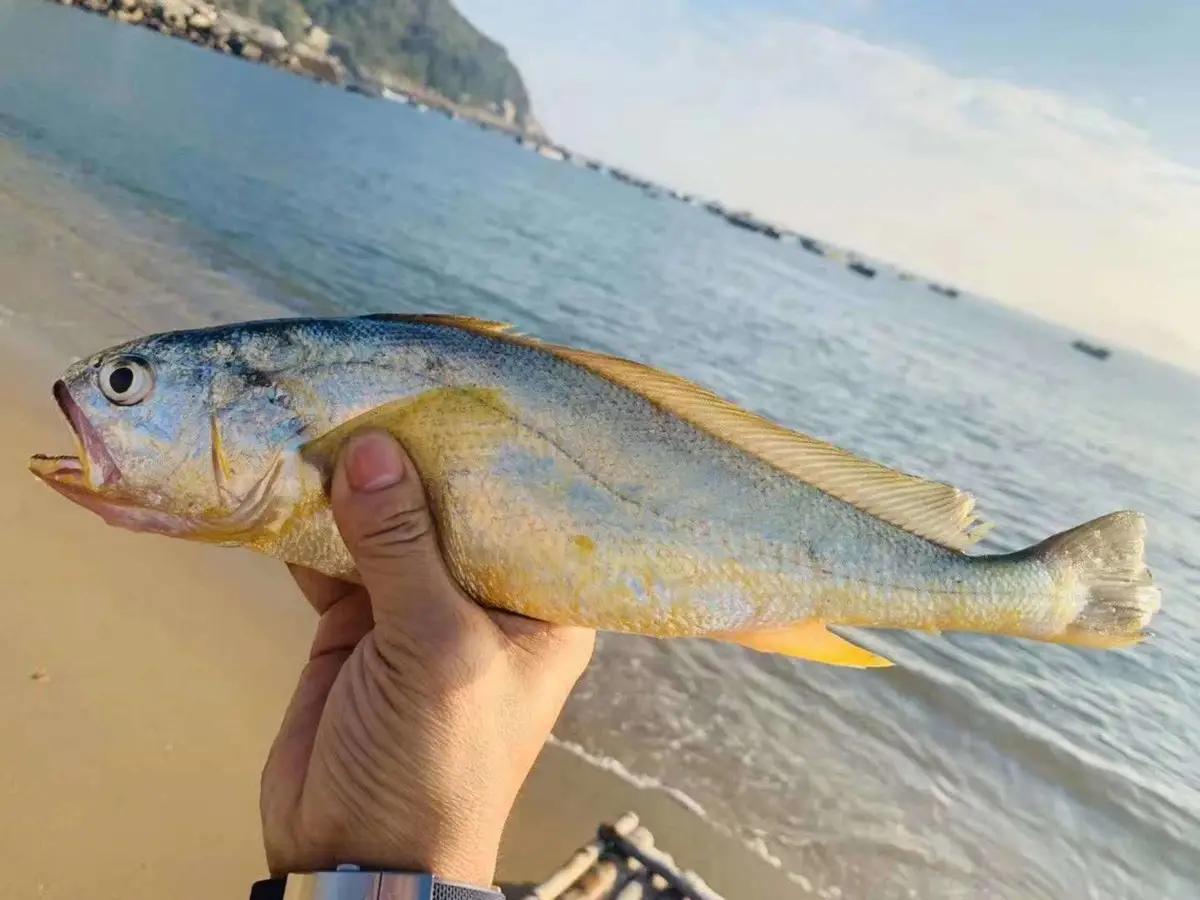 人均50 吃满一整桌的野生海鲜大餐,渔民码头直供,顺丰直达到家!