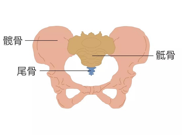 骨盆▼要區分骨盆和盆底肌,就要先從骨盆和盆底的解剖說起.