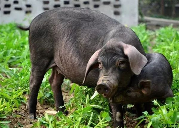 黎帮亮夫妇还用三轮车推着青饲料洒在路边,然后沿路使劲摇铃呼唤群猪
