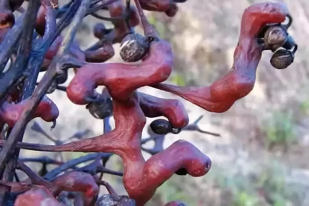 它还有许多别名:万寿果,毕久儿,糖果树,天藤 ,拐角开心果,鸡脚爪,解酒