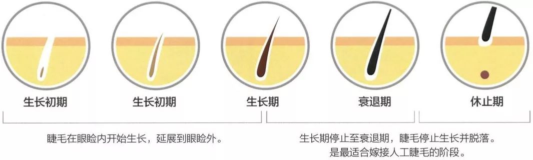 人的睫毛生长周期为2-3个月,经历生长初期,生长期,衰退期,休止期四个
