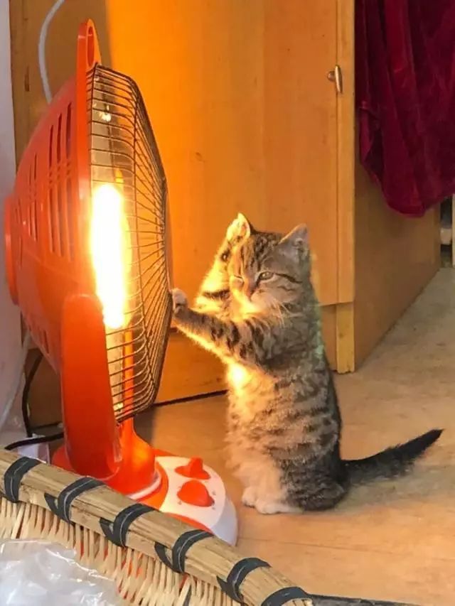 猫咪站在小太阳前烤火,把爪子烤得热热的才开始洗脸