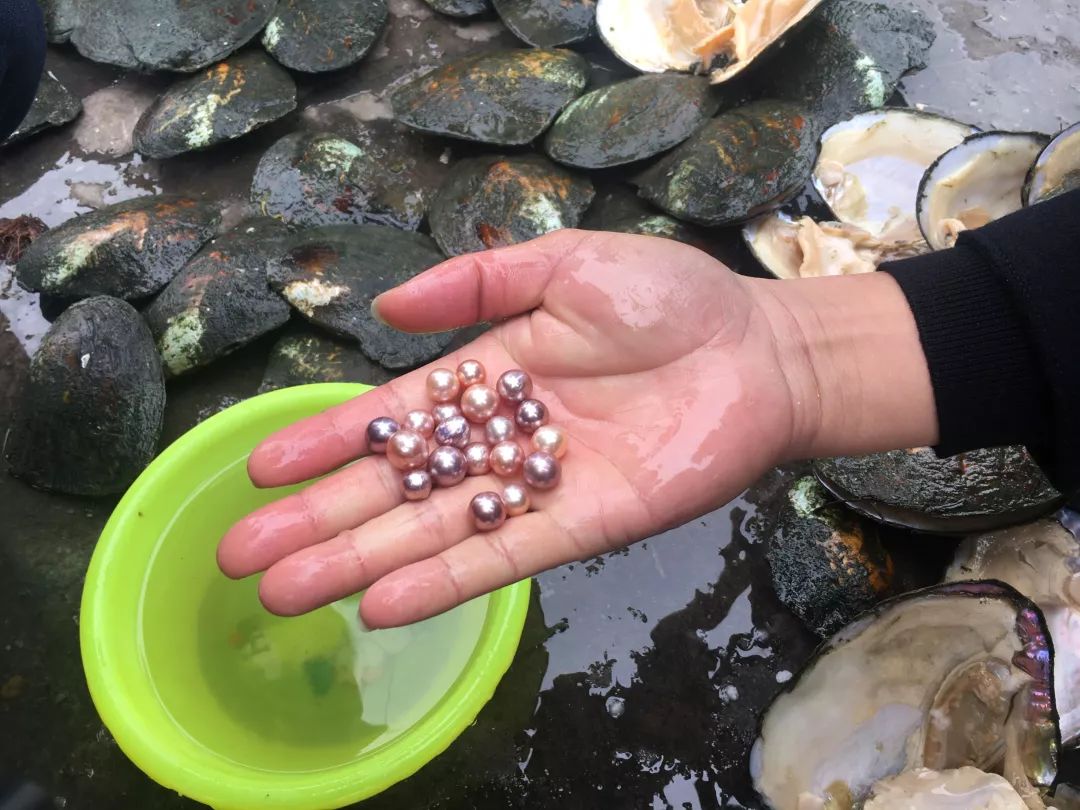 精准投喂"营养餐",温室里工厂化养"珠",诸暨珍珠产量占世界七成_养殖