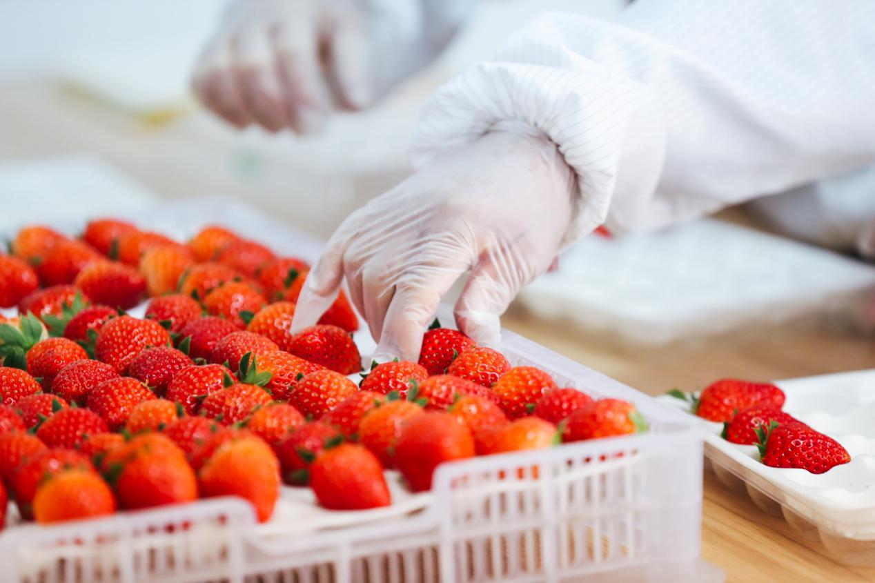 葲荭草莓在基地分拣