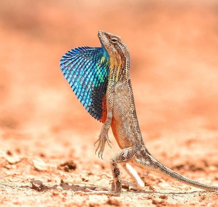 萨拉达蜥蜴 脖子下面特别的存在,还真是漂亮的说.