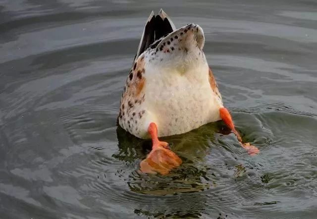 鸭身上3个部位毒素多,告诉家里人,今后别再吃