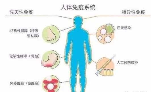 硒——调节机体免疫力的"能手"_人体