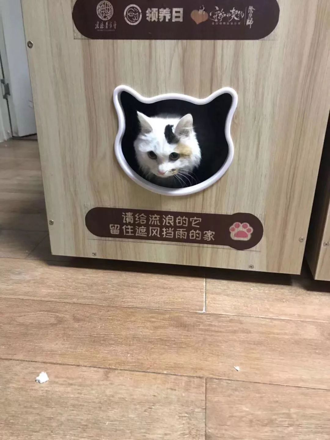 现场大家都在积极地安装猫窝 我们想说做公益不是某一个人的倾家荡