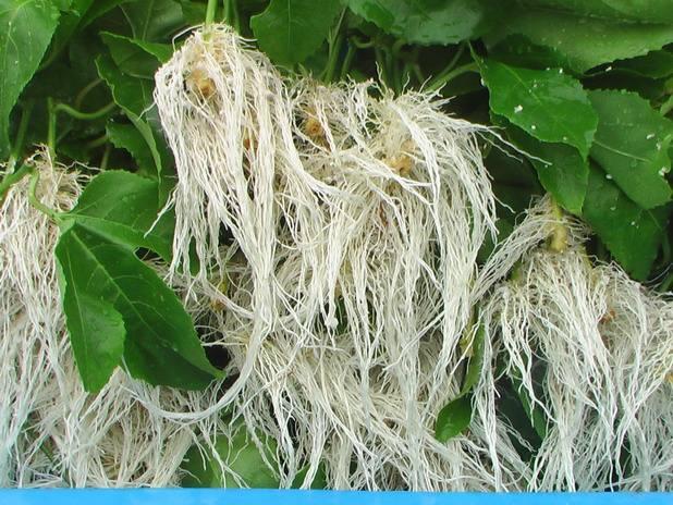 生根肥有哪些作用看完这7点你就明白了