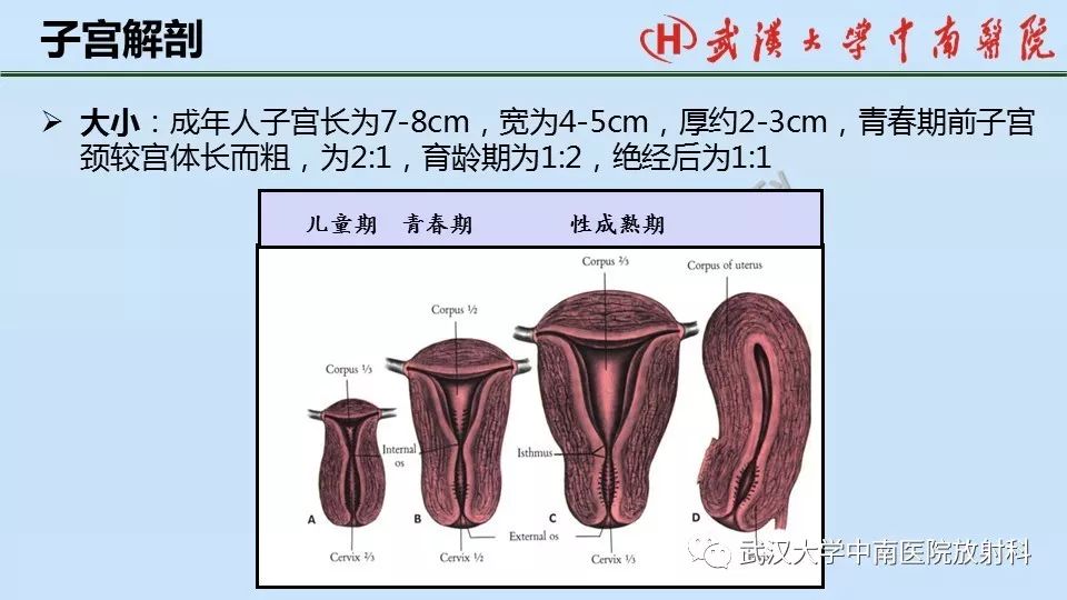 七下生物男女生殖系统相似结构(男女生殖系统的组成和各个结构的功能)-第2张图片-鲸幼网