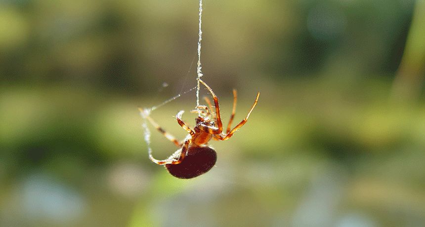 前沿高强度慢回弹人造蜘蛛丝助力高空缓降