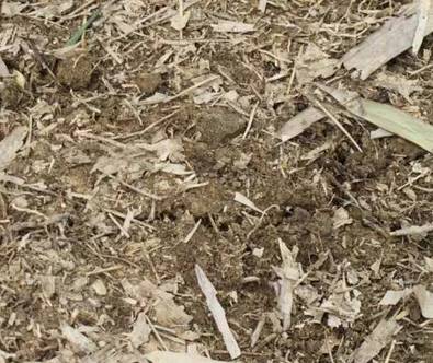 就在这几天,扛起锄头约起来!_冬笋