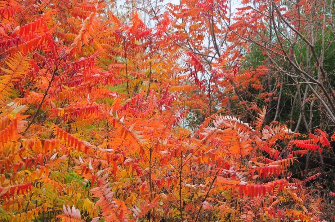 火炬树你是冬天里的一把火