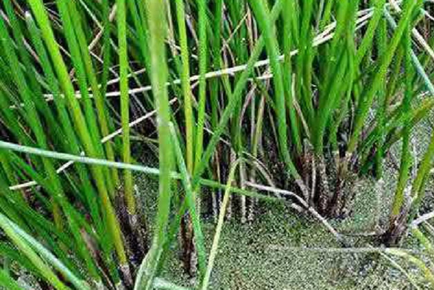 荸荠种植对于水质土壤的选择都是很严格的选择符合选地标准的田块