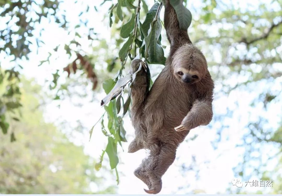 树懒和植物的联系唯一身上长植物的野生动物植物却是它保护色