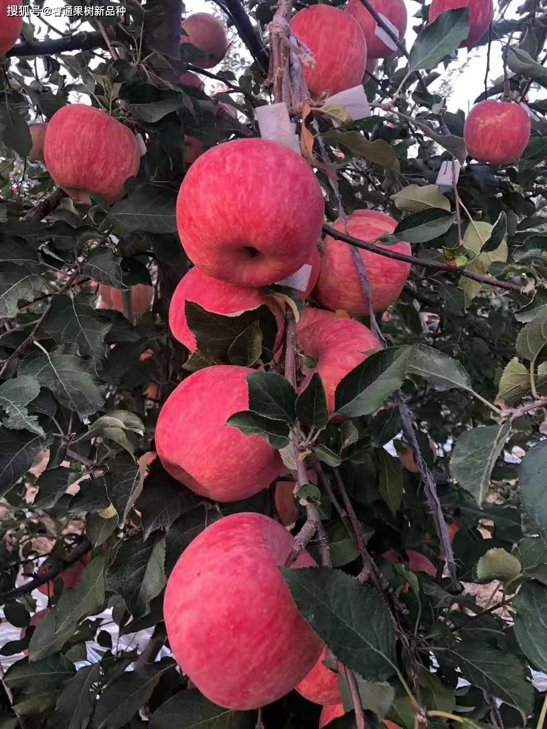 晚熟烟富10苹果苗简介