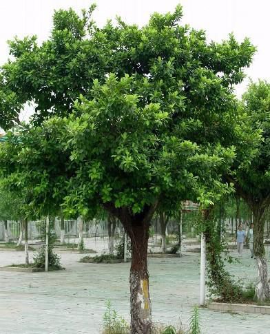 corner,别名黄桷树,大叶榕树,马尾榕,雀树.