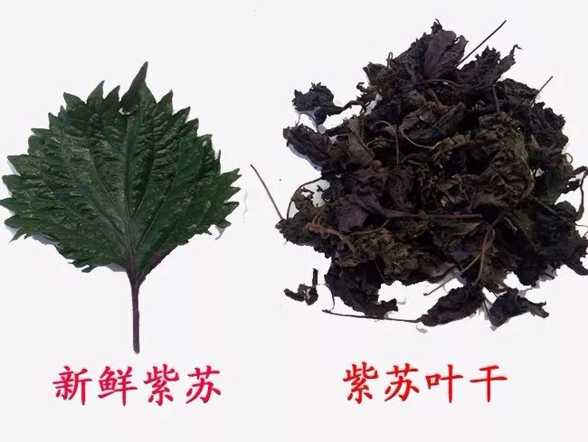 量少,只能起到小部分作用,再说很多寿司店的芥末并非"山葵"而是"辣根"