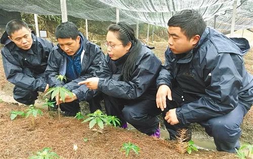 福建省农科院的科技特派员苏海兰(右二)在指导农户种植七叶一枝花.