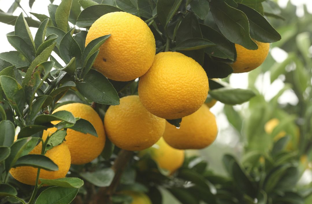 庆元甜桔柚是一种独特的水果,兼具桔和柚的优点,其