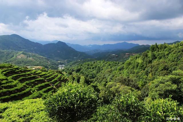 潮州凤凰景色单丛茶的故乡