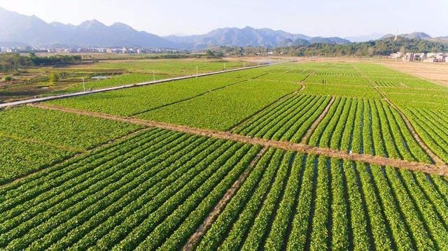 什么是有机农业种植技术真的有吗