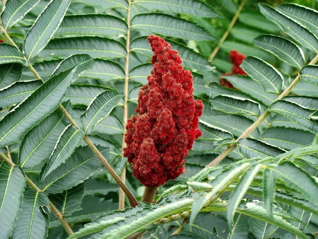 火炬树你是冬天里的一把火