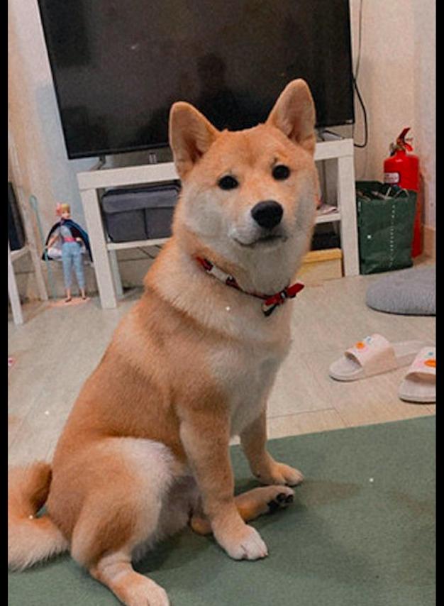 狗:还不给我点上!_柴哥