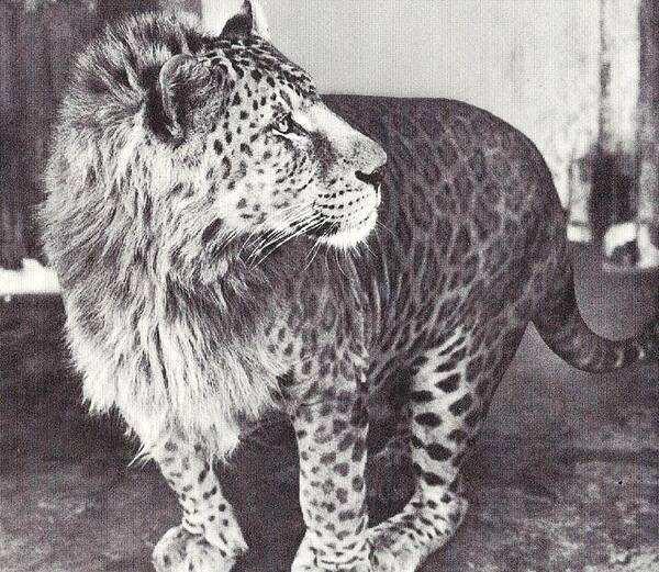 原创听说过虎狮兽听说过豹狮兽吗世界上仅有过三只日本独占两只