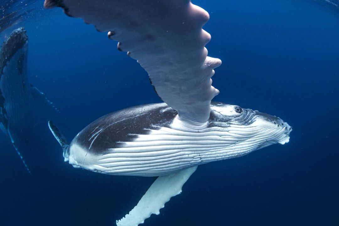 五颜六色:座头鲸 | 堤道 | 《十二生肖》