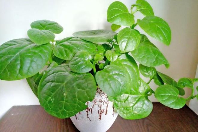 木耳菜嫩嫩滑滑的按照这9点养殖就可以吃到新鲜的啦