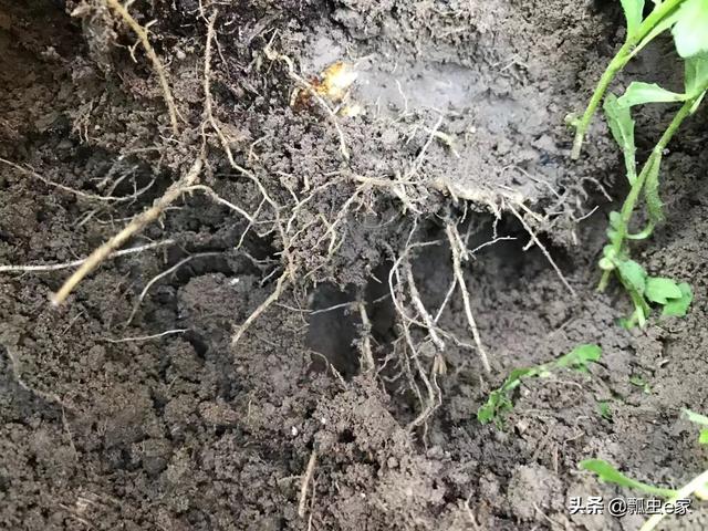 定植初期发生,原因主要有:温度过高,施用土壤消毒剂或化肥未充分拌匀