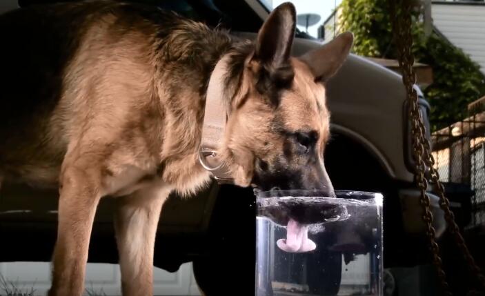 狗用舌头舔水真的能喝到嘴里吗德牧喝给你看