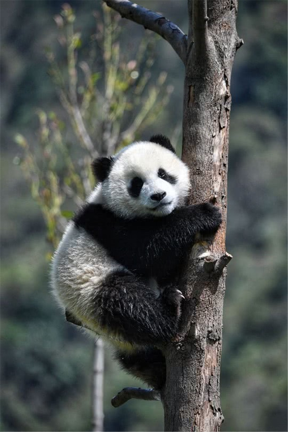 原创黑竹沟有种大熊猫一天吃掉300根嫩竹还会根据季节变化去赶笋