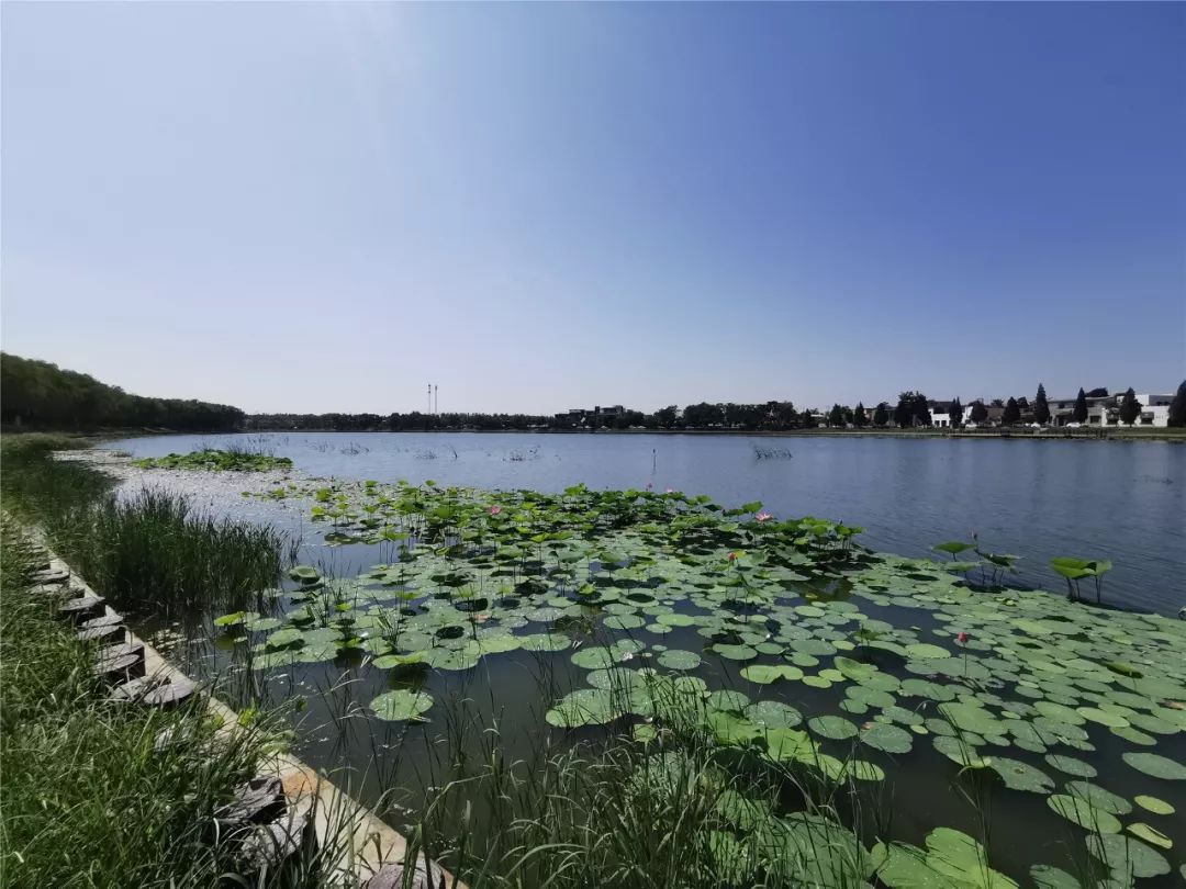 罗马湖湿地公园图片