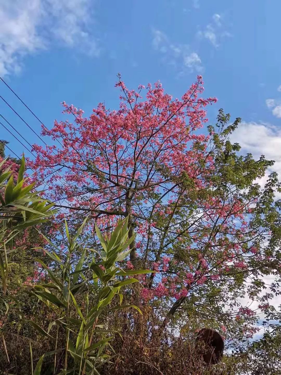 多圖德慶香山公園凸現大片粉紅色花海登山散步又有好去處