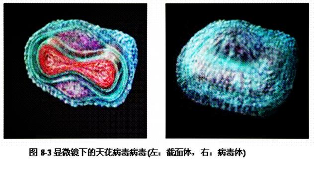 天花病毒形态结构图片