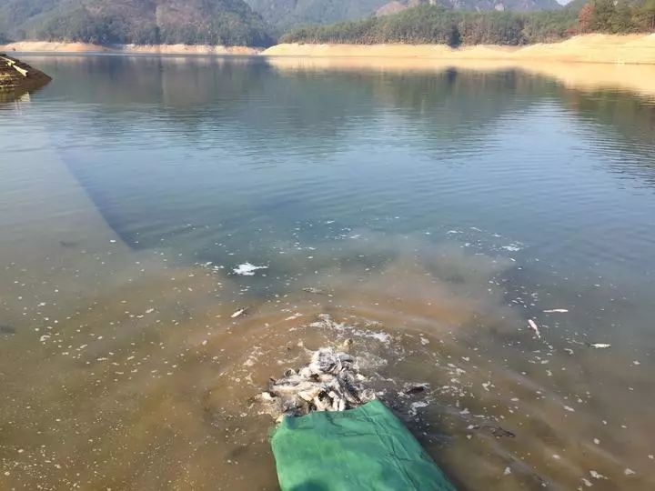 3万余斤鱼苗放流至水库