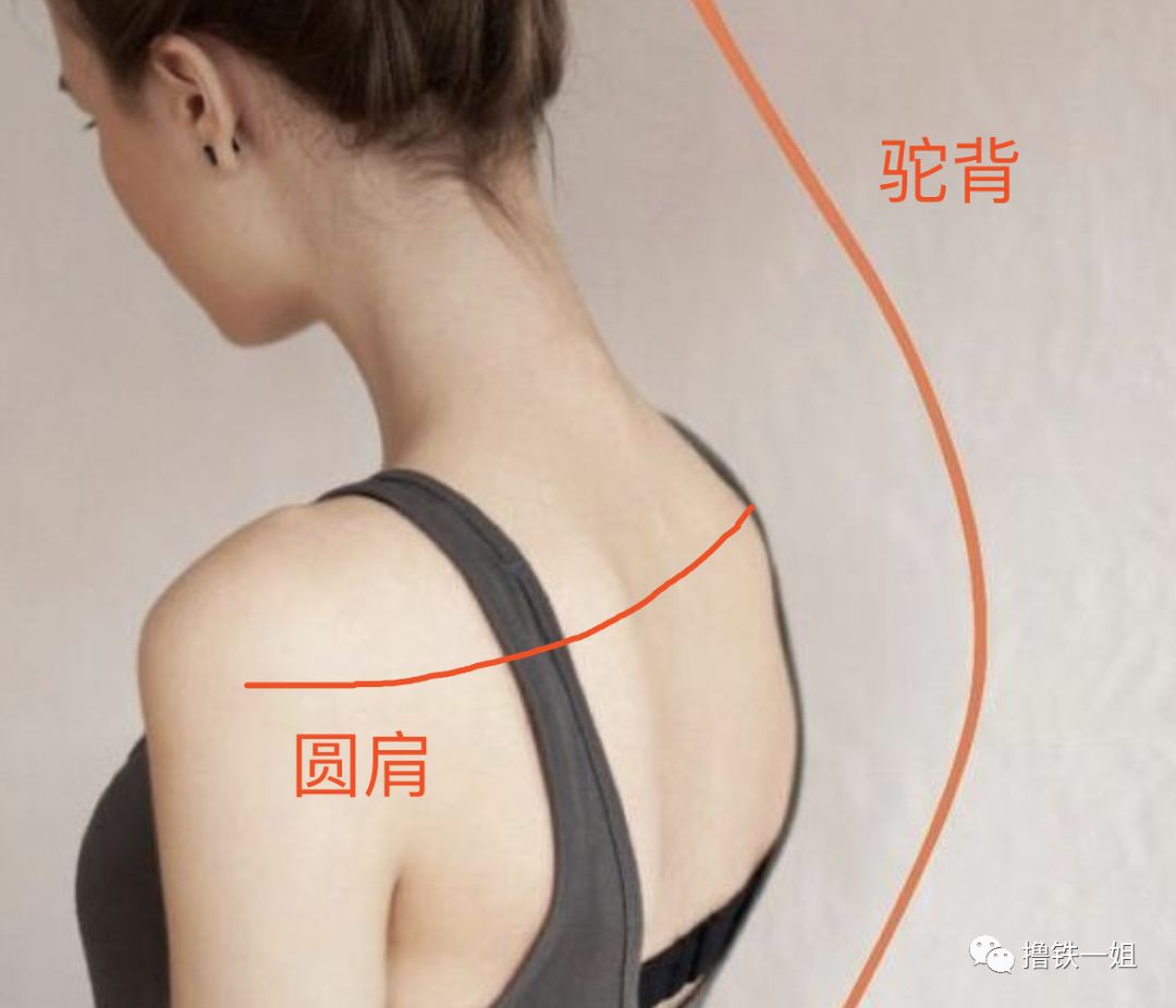 圆背 来自搜狐网