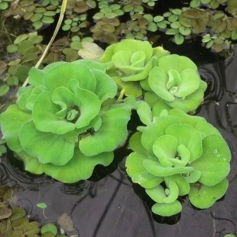 这些水生植物观赏性好,养盆里也能长,保持有水分就很好活