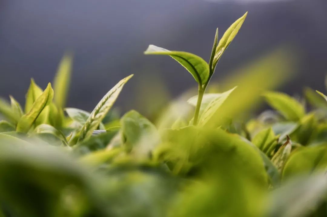 讓每一片茶葉的價值最大化 | 解讀大益茶