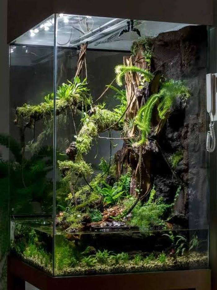 植物墙的变形,热带雨林缸(01)