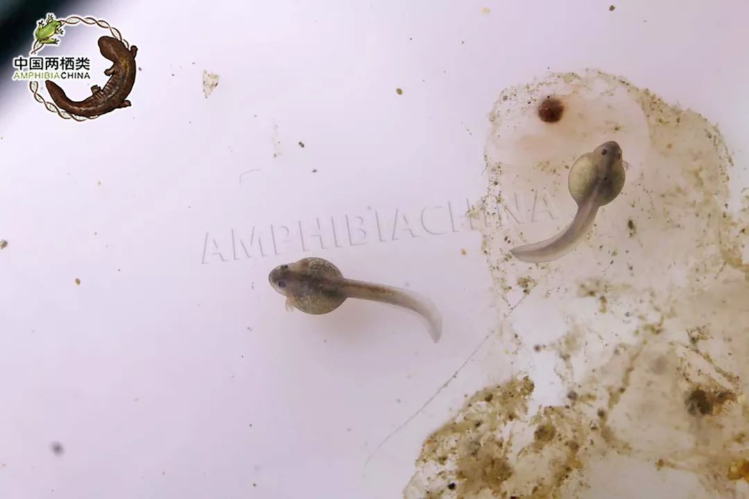 第7天,我的一侧外鳃已经完全退化,只能看见外鳃的末端,同时我已经可以