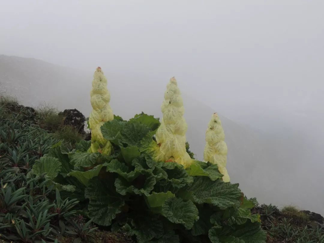 高黎之窗丨发现高黎贡山的秘密