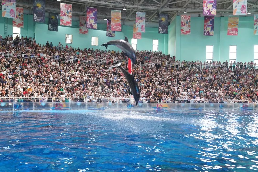 海洋年終福利季99元搶原價180元曲江海洋館成人票含海洋公園極地館球