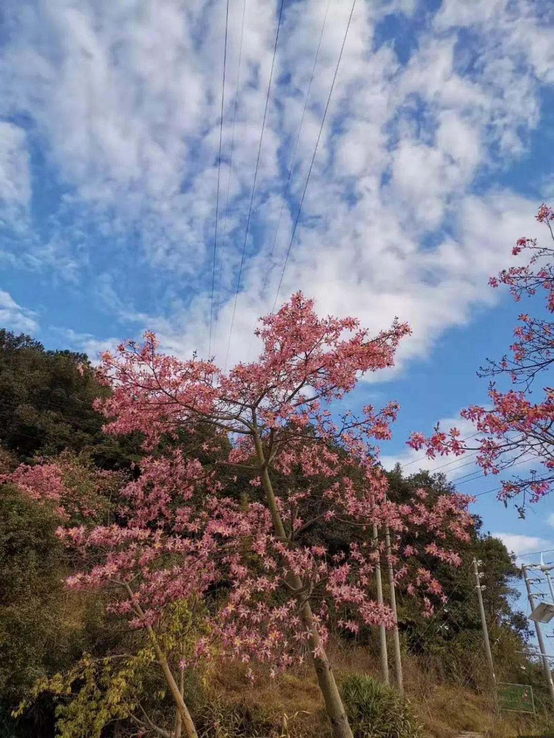 多图德庆香山公园凸现大片粉红色花海登山散步又有好去处