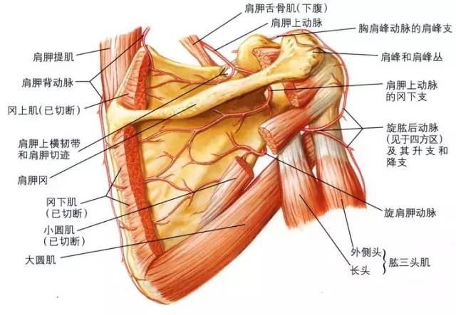 乙状切迹解剖图片图片