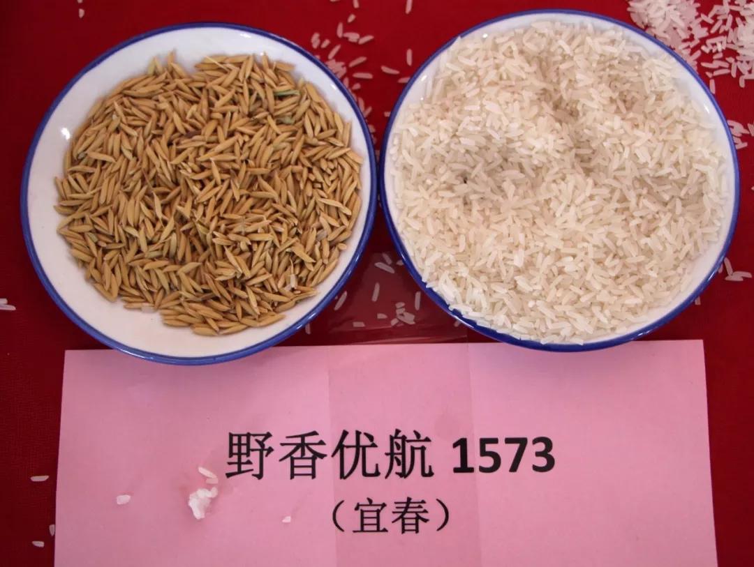原创特优水稻野香优航1573优质高产还抗倒出米率高的丝苗米