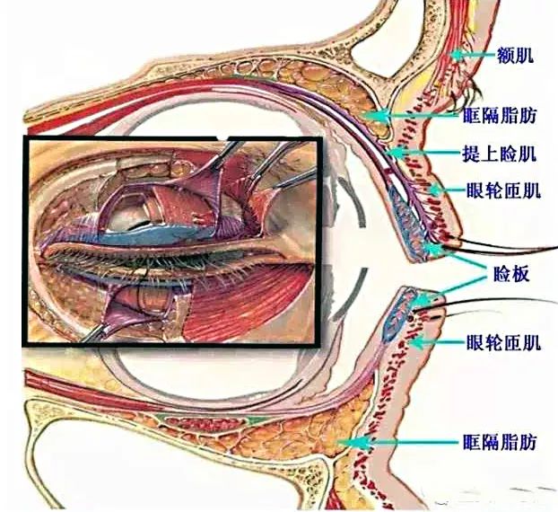 小眼睛,没睡醒……这些标签,我不想要