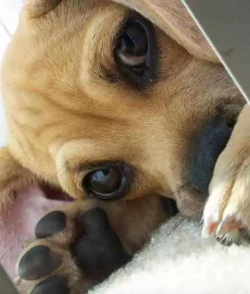 最受不了这种可怜巴巴的小眼神